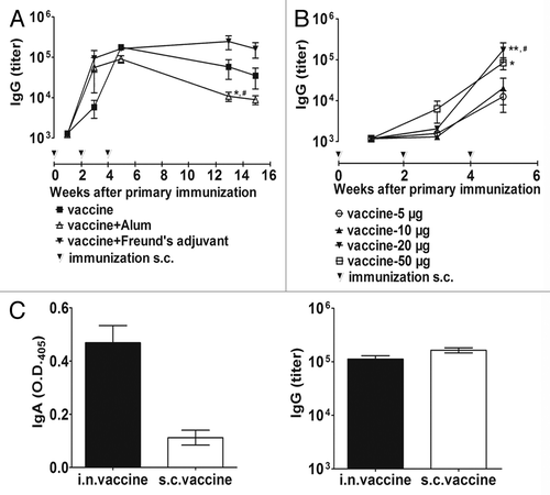 Figure 2.IL33 specific antibody responses to immunization with IL-33 vaccine. (A) Vaccination without the use of conventional adjuvants induces sustained and high titer of IL-33–specific IgG, which is similar to those induced with the use of adjuvants Alum or FA/IFA at week 5. Subsequently, alum group showed a faster decrease than FA/IFA group and VLPs alone group.*P < 0.05 for comparison with FA/IFA group; #P < 0.05 for comparison with VLPs alone group (B) The antibody responses to different doses of vaccination.*P < 0.05 and **P < 0.01 for comparison with 5 µg group; #P < 0.05 for comparison with 10 µg group (C) Intranasal immunization induced specific IgA responses and a similiar IgG level to that of subcutaneous immunization. The serum dilutions are 1:50 and 1:1000 for IgA and IgG measurements, respectively. The statistical analyses were performed with unpaired Student t test.