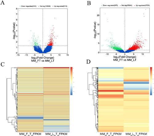 Figure 1. The volcano plot shows the expression of lncRNAs (A) and (B) mRNAs, and the heatmap shows the expression pattern of DELs (C) and DEGs (D).
