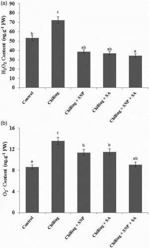 Figure 1. Effects of sodium nitroprusside (SNP) and/or salicylic acid (SA) on (a) hydrogen peroxide and (b) superoxide anion contents of Triticum aestivum L. Bars followed by the same letter do not differ statistically at p < 0.05 (Duncan's multiple-range test). The average of three determinations is presented, with bars indicating SE.