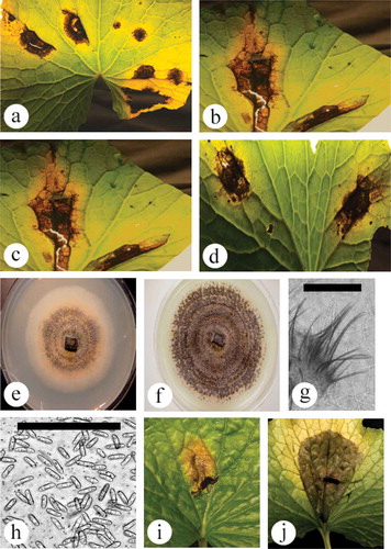 Fig. 2 (Colour online) Symptoms of anthracnose leaf spot on wasabi and pathogen characteristics. (a–d) Range of symptom development showing dark brown irregular-shaped lesions with visible yellowing. Some lesioned tissues have dropped out, leaving a shot-hole appearance. (e) 10-day-old colony on PDA, showing salmon colour and black centre. (f) One-month-old colony on PDA, showing black concentric rings of setae. (g) Close-up of setae. Scale bar = 100 µm. (h) Conidia of Colletotrichum from PDA culture. Scale bar = 100 µm. (i, j) Development of anthracnose lesions following inoculation of young wasabi leaves and incubation under high humidity conditions for 7 days. Chlorotic areas can also be seen developing around the lesions. Scale bar = 100 µm.