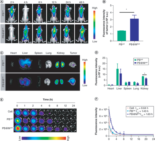 Figure 6. Biodistribution and pharmacokinetics in vivo (A) Biodistribution and uptake of PBCe6 and PB@MCe6 in tumor-bearing BALB/c mice at different time points after intravenous injection. (B–D) Quantitative analysis of PBCe6 and PB@MCe 6 in tumors and major organs (*p < 0.05). (E & F) Pharmacokinetic curves of Ce6, PBCe6 and PB@MCe6 after intravenous administration in tumor-bearing BALB/c mice.M: Membrane; PB: Prussian blue.