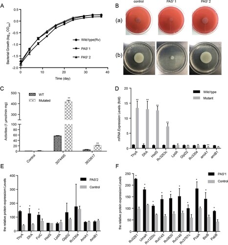 Figure 2. Characterization of PAS-resistant Mtb used in this study. (A) Growth of M. tuberculosis H37Rv, PASr 1 and PASr 2 strains in 7H9 + ADC liquid media for 37 days. The average of two biological replicates is shown. (B) Phenotypic analysis of M. tuberculosis strains. Wild-type strain (control) was compared to folC mutated PASr strains (PASr1) and folC unmutated PASr strains (PASr2) for the following phenotypes: (a) Colony morphology, (b) Sliding motility. (C) IGR SNPs alter the expression level of downstream genes. Two IGRs on the expression of lacZ in M. smegmatis were examined by performing β-D-galactosidase activity assays on IGR-lacZ constructs. The IGR sequences, with or without the SNPs (3074495 G→A, located in between thyA and Rv2765 and 3633617 C→T, located in between Rv3253c and Rv3254) identified in this study, were inserted into the pSD5B mycobacterial shutter vector that contains a promoterless lacZ reporter gene immediately downstream of the cloning site and β-D-galactosidase activity was assayed. Error bars represent the s.d. calculated from three separate measurements. (D) Semi-quantitative RT-PCR was used to examine the expression of the IGR downstream genes. thyA, drfA and hsdS are located in the downstream of 3074495 SNP, Rv3253c is located in in the downstream of 3633617 SNP and lpdA, glpD2, Rv3304, amiA1, amiB1 are located in the downstream of VNTR 3690 locus. Data were analysed using the ΔΔCT method with the M. tuberculosis reference gene sigA as the control. Data were mean values ± SD from independent biological samples. ** represents P value < 0.01. (E) iTRAQ was used to examine the expression of the IGR downstream genes in PASr2 Mtb. * represents P value < 0.05. (F) SAM-dependent methyltransferases (AdoMet-MT) and some folic acid synthesis-related proteins with significant differences were identified by iTRAQ in PASr1 Mtb compared to the parental strain. * represents P value < 0.05.