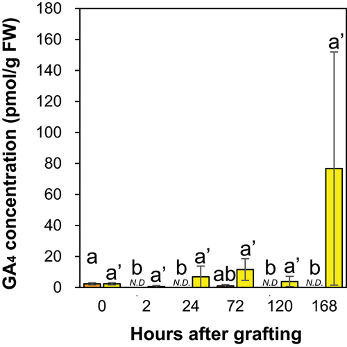 Figure 6. The GA4 concentration at the graft junctions of Nb/Sl and Nb/At. Orange and yellow indicate graft junctions of Nb/Sl and Nb/At, respectively. Different letters (a,b) and with dash (a’) indicate significant differences in each stage of the graft junctions of Nb/Sl and Nb/At according to the Tukey-Kramer test (p ≤ 0.05), respectively. Values are the means of four biological replicate samples, and error bars indicate the standard error of four biological replicate samples. N.D. indicates not detected.