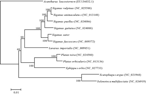 Figure 1. Maximum likelihood phylogenetic tree was constructed based on 1st and 2nd codon sequences of 13 protein-coding genes of 13 species.