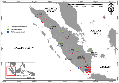Figure 2. Map of Sumatra Island showing the distribution of Trichopodus spp. in Sumatra waters.