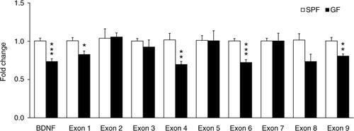 Fig. 3 Differential promoter control of the BDNF gene by gut microbiota in the amygdala. Quantitative real-time polymerase chain reaction was used to examine expression levels of the common and exon-specific BDNF transcripts in the amygdala of GF and SPF mice. Expression level of each transcript examined was normalised to heat shock protein 90 (Hsp90) levels and expressed relative to the SPF group. Data are presented as means (±SEM; n=6 per group). *p<0.05, **p<0.01, ***p<0.001 compared with SPF mice.