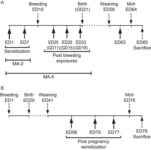 Figure 1.  Experimental design. (A) Determination of the effects of pregnancy on pre-existing maternal allergy. Mice received 2 IA exposures to MACA before breeding. Some mice received additional exposures post-breeding (MA-5; n=15), while others did not (MA-2; n=12). (B) Determination of the effects of pregnancy on future sensitization. MACA-naïve female mice were bred by timed cohabitation with male mice. After pup weaning, female mice received 3 IA exposures to either MACA (n=28) or HBSS (n=28).