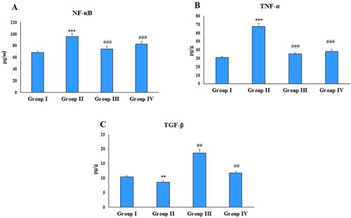 Figure 2. Effect of CFA and zingerone on NF-κB, TNF-α and TGF-β in cell-free extract of joint. Values are presented as mean ± SE; n = 6 animals in each group. **indicates significance at P < 0.01 from the control group. ***indicates significance at P < 0.001 from the control group. ##indicates significance at P < 0.01 from the CFA group. ### indicates significance at P < 0.001 from the CFA group. NF-κB, TNF-α and TGF-β were measured as pg/g protein.