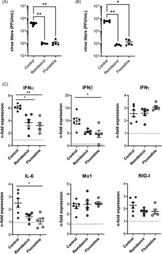 Figure 7. SARS-CoV-2 infections of (A) hamster and (B) murine lung explants. Lungs were infected with 105 PFU/mL of the SARS-CoV-2 variant B1.531 for 72 h. Post-infection treatment with remdesivir [2 µM], or fluoxetine [20 µM] was initiated 2 hpi. Viral titres are expressed as PFU/per mL detected in the individual lung samples, with means ± SEM superimposed. (C) Antiviral gene expression was analyzed to assess the antiviral response in non-treated and treated SARS-CoV-2-infected murine lungs. Data were expressed as relative expression levels ± SEM relative to the two reference genes GAPDH and actin β. Symbols represent values of individual mice lungs, with the means ± SEM superimposed. Data were analyzed by Kruskal-Wallis test followed by a Dunn's multiple comparisons test, *p < 0.05, **p < 0.01, ***p < 0.001, n.d.    non-detectable; n ≥ 5 murine lungs/group.