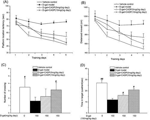 Figure 3  . Effects of (7′Z)-3-O-(3, 4-dihydroxyphenylethenyl)-caffeic acid (CADP) on the spatial learning and memory of mice in the Morris water maze test. (A) Mean latency in the hidden platform test during five consecutive days training. (B) Swimming distance moved in the hidden platform test during five consecutive days training. (C) The number of crossings over the exact location of the former platform. (D) Time spent in the target quadrant. All values are expressed as means ± SEM (n = 6–7). #p < 0.05 and ##p < 0.01 compared with the d-galactose (d-gal) model group.