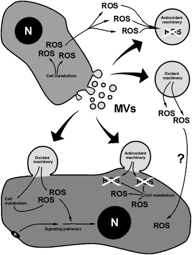 Figure 2. Schematic drawing showing the main effects of MVs on ROS. At the top, the direct effect of MVs; at the bottom, the indirect (cell-mediated) effect. The effect of ROS- regulated signaling pathways on the ROS content of the cell is not included.