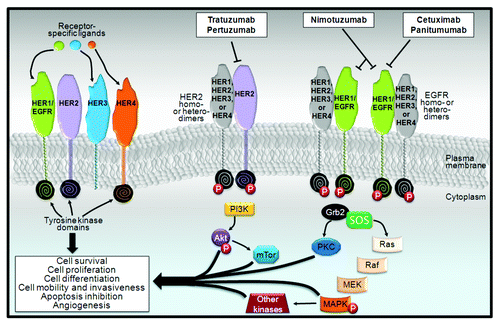 Figure 1. Overview of human epidermal growth factor receptor (HER) family signaling. Although the morphology of the extracellular domains of the four HERs are almost identical, their functional activity varies considerably. HER3 lacks inherent kinase function, but can heterodimerize with other HER receptors. Indeed, the HER2-HER3 dimer, which is considered to be the most active HER signaling dimer, is fundamental for HER2-mediated signaling in tumors with HER2 amplification. After ligand binding, the HER receptor becomes activated by dimerization between two identical receptors (i.e., homodimerization) or between different receptors of the same family (i.e., heterodimerization). Dimerization leads to the phosphorylation of several intracellular catalytic substrates, including members of the Ras/Raf/mitogen-activated protein kinase (MAPK) pathway, the phosphatidyl-3-kinase (PI3K)/Akt/PTEN family, and other important signaling pathways that regulate apoptosis, protein synthesis, and cellular proliferation. The monoclonal antibodies trastuzumab and pertuzumab are directed against HER2 members, with both leading to an inhibition of the HER2 signaling pathway but by two distinct mechanisms. Cetuximab and pertuzumab bind to the EGFR protein.