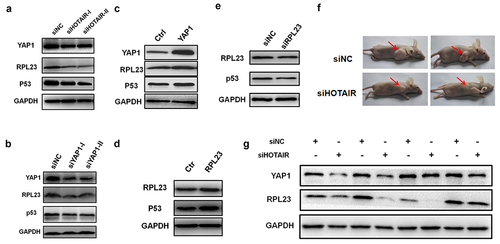Figure 8. HOTAIR regulated YAP1 and RPL23 expression in nude mice. (a). Western blotting was used to measured YAP1, RPL23 and p53 protein level after HOTAIR inhibition at 48 hr in HeLa cells. (b)(c). RPL23 and p53 were measured at 48 hr after transfecting siYAP1or pYAP1 in HeLa cells. (d)(e). After Inhibition/overexpressing RPL23 in HeLa cells, p53 protein level was measured by Western blotting at 48 hr. (f). Representative photographs of xenografts were taken 3 weeks after injection of HeLa cells transfected with siHOTAIR or siNC. (g). Western blotting of YAP1 and RPL23 protein expression in tumors excised from the xenografts mice model.