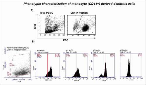 Figure 1. Phenotypic characterization of monocyte (CD14+) derived dendritic cells. A) Monocytes were isolated using human monocyte enrichment cocktail (RosetteSep), and cultured in presence of growth factors (GM-CSF and IL-4) for 5–6 d to generate monocyte derived DCs (MoDCs) ex-vivo. The phenotype of immature MoDC (iMoDC) was characterized by flow cytometer. B) 200K-400K monocytes/well were distributed in 6-well plate. MoDCs were confirmed for their immature DC phenotype (CD14lowCD83−CD1c+DC-SIGN+) on day 6.