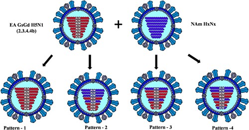 Figure 2. The genome composition and reassortment patterns of HPAI H5N1 (clade 2.3.4.4b) viruses. Virus sequences were obtained from three mesocarnivore species (red foxes, striped skunks, and mink) in Canada in 2022.