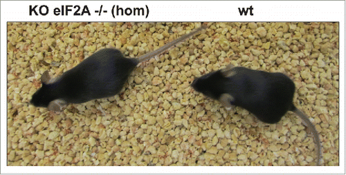 Figure 3. The eIF2A knockout mouse. Mouse with knockout eIF2A gene (left) and mouse with normal gene (right). Both mice are similar in size and morphology and reveal no detectable difference in their phenotype.