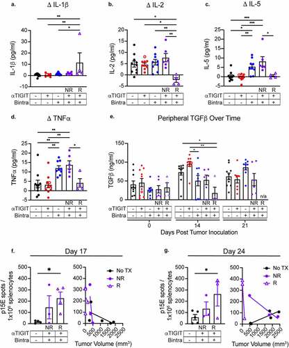 Figure 5. αTIGIT + bintrafusp alfa Responders have an altered peripheral cytokine and T cell landscape. Serum was collected from MC38-CEA tumor-bearing mice treated with αTIGIT (red symbols; n = 10), bintrafusp alfa (blue symbols; n = 19), αTIGIT + bintrafusp alfa Non-Responders (closed purple symbols; n = 6), αTIGIT + bintrafusp alfa Responders (open purple triangles; n = 4) and untreated animals (black symbols; n = 10) and assessed for change in peripheral (a) IL-1β, (b) IL-2, (c) IL-5, (d) TNFα and (e) TGFβ. Change is calculated by subtracting baseline serum levels from day 14 for IL-1β, IL-2, IL-5, and TNFα, and at day 14 and when animals reach ethical limits (tumors > 2000 m3) for TGFβ. Splenocytes were isolated from MC38-CEA tumor-bearing mice on (f) day 17 and (g) day 24 and p15E specific CD8+ T cells were identified via ELIspot (left) and relationship to tumor volume was determined (right). Bintra = bintrafusp alfa. EOS = end of study (tumors > 2000mm3). NR = Non-Responders. R = Responders. No TX = No Treatment. * = p < .05, ** = p < .01, *** = p < .005, *** = p < .0001.