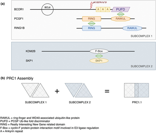 Figure 4. Protein interactions between BCOR1, PCGF1 and KDM2B in the PRC1.1 complex. The schematic highlights the important interactions between BCOR1, PCGF1 and KDM2B involved in the formation of the complex PRC1.1. Both the BCL2 binding site and the p.1207 frameshift mutation in BCOR1 are indicated relative to the ankyrin repeats and the important PUFD domain. (b) The work of Wong et al. 2016 showed that BCOR1-PCGF1 dimers were required to form a hetero-tetrameric complex with the KDM2B-SKP1 dimer. PCGF1 binds RING1B to form the subcomplex 1 via the RING domains. KDM2B binds SKP1 via its F-box motif. These two subdomains combine to provide the core PRC1.1 which can then bind a wide range of accessory proteins. The p1207 frameshift mutation reported here will truncate BCOR1 before the ankyrin repeats and will therefore remove the PUFD domain needed for dimerization with PCGF1 with the result that KDMK2 will also not bind. Note the proteins and their domains are not drawn to scale.