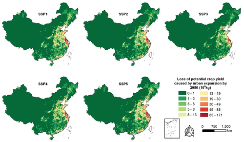 Figure 10. Loss in crop productivity of each county under different SSP scenarios by 2050.