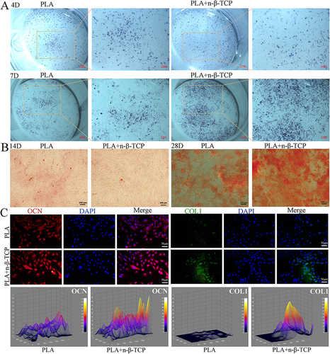 Figure 6 MC3T3-E1 cells were co-cultured with scaffolds from both groups and osteogenesis was induced in vitro. (A) MC3T3-E1 cells co-cultured with the two scaffolds were stained with ALP on days 4 and 7 after osteogenic induction. (B) MC3T3-E1 cells co-cultured with the two scaffolds were stained with Alizarin Red on days 14 and 28 after osteogenic induction. (C) The expression of osteogenic markers (OCN, COL1) was detected using immunofluorescence on the 7th day after osteogenesis induced by the co-culture of MC3T3-E1 cells with the two scaffold groups.