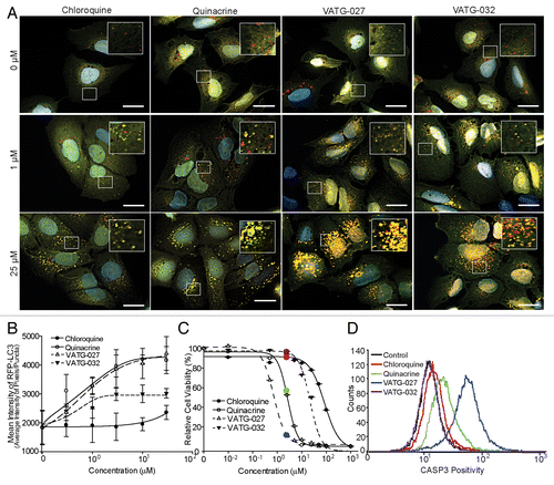 Figure 4. VATG-027 and VATG-032 show greater autophagy inhibition than chloroquine. (A) U2OS-tfLC3 cells were treated for 3 h with chloroquine, VATG-027, or VATG-032 at the indicated concentrations, fixed, and imaged at 60× magnification. Green: GFP-LC3; Red: RFP-LC3; Blue: Hoechst (nuclei). Scale bars: 20 μm. Insets are 2.5× magnifications of boxed regions (scale bars: 8 μm). (B) Mean pixel intensity of RFP-LC3 (red) puncta over a dose response with chloroquine (filled circles, solid line), quinacrine (open circles, solid line), VATG-027 (closed triangles, dashed line), and VATG-032 (open triangles, dashed line). Error bars indicate standard deviation. (C) Relative cell viability (as a percent of DMSO control) determined 48 h after treatment with chloroquine, quinacrine, VATG-027 or VATG-032. Error bars indicate standard deviation. Circles indicate 3 μM concentrations and colors correlate with treatment colors in (D). (D) FACS analysis of cleaved CASP3 after treatment with 3 μM chloroquine, quinacrine, VATG-027, and VATG-032.