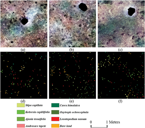 Figure 4. Representative image and ground truths for (a) and (d) plot 13, (b) and (e) plot 15, (c) and (f) plot 22. The composition bands are b52, b25, and b7, and the corresponding wavelengths are 658 nm, 550 nm, and 478 nm, respectively. The black holes in the images are the reference plots and shadows that are masked from the images. We used three of the nine representative images and ground truths as examples, for the remaining images from the nine representative image datasets, please refer to fig. S1.