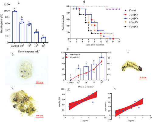 Figure 1. Effect of O. furnacalis eggs on the hatching rate and the survival, mortality, and mycosis of the 1st instar larvae of O. furnacalis (n = 90) following spray infection with different A. nomius concentrations. (a) hatching rate of O. furnacalis eggs at 7 d post-infection (DPI) with A. nomius; (b and c) healthy eggs and mycosis of eggs; (d) survival probability of the 1st instar larvae of O. furnacalis; (e) mortality and mycosis of the 1st instar larvae of O. furnacalis infected withA. nomius; (f) A. nomiusmycosis of the 1st instar larvae of O. furnacalis; (g and h) log-probit regression line of concentration-mortality and mycosis of the 1st instar larvae of O. furnacalisto A. nomius.