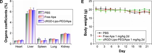 Figure 11 The antitumor activity of free apatinib and cRGD-Lipo-PEG/Apa on HCT116 tumor-bearing nude mice.Notes: (A) Tumor volume growth curves. (B) The weights of tumors at the end of different treatments. (C) The photographs of tumors at the end of different treatments. (D) The organs’ coefficients at the end of different treatments. (E) Body weight variations of mice during the treatment.Abbreviations: cRGD, cyclic arginylglycylaspartic acid; Lipo, liposomes; PEG, polyethylene glycol; Apa, apatinib; PBS, phosphate-buffered saline.