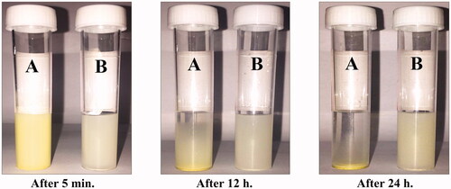 Figure 2. Photograph showing the solubility of (A) pure hesperidin and (B) modified nanohesperidin loaded in PLGA- Polixamar 407 in water after 5 min, 12 h and 24 h of preparation, respectively.