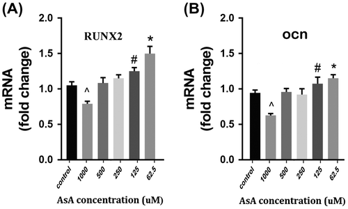 Figure 3. Real-time PCR [qPCR] (A and B): The effect of various concentrations (0, 62.5, 125, 250, 500, 1,000 μM) of AsA and the mRNA fold change of RUNX2 and osteocalcin (ocn) was evaluated in the G292 cells after 72-h incubation. 1,000 μM AsA-treated cells demonstrated significantly lower fold change (^ = p < 0.05), Both 125 and 62.5 μM AsA treated cells demonstrated significantly higher fold changes in RUNX2 and ocn in comparison to other groups (#, * = p < 0.05) with 62.5 AsA producing the greatest increases.