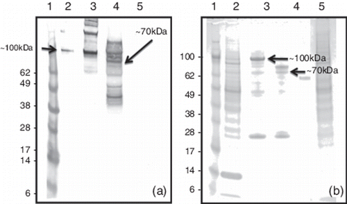 Figure 2. (2a) Western blot and (2b) SDS-PAGE analyses of GST-11672 capsid protein in Sf9 cells insect cells infected with recombinant baculovirus. Protein size markers are shown on extreme left. Lane 1, infected cell lysate; lane 2, affinity-purified GST-11672 capsid protein; lane 3, affinity-purified GST-11672 capsid protein after thrombin treatment; lane 4, clarified supernate from infected cells; lane 5, cell lysate from uninfected cells. The GST-11672 capsid protein present in the western blots depended on the use of mouse mAb 17 and a rabbit anti-mouse immunoglobulin conjugated to alkaline phosphatase.