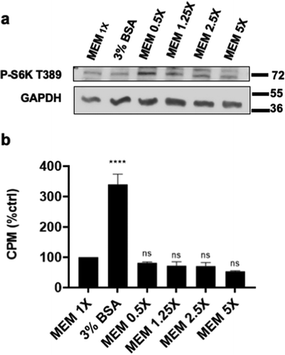 Figure 5. Effect of BSA and amino acids on cell cycle progression and mTORC1 activity. (a) BJ-hTERT cells were plated at 30% confluency in MEM 10% FBS. After 24 h, cells were shifted to MEM 0% FBS for 48 h. After 48 h, media was replaced with MEM 10% FBS for 3.5 h. This media was washed off and cells were treated with media conditions -FBS, 3% BSA, and MEM with amino acid concentrations as indicated for 24 h. The next day cells were harvested and protein levels determined by Western blot analysis. (b) As described in (a), cells were plated, deprived of FBS for 48 h and then primed with +FBS for 3.5 h. This media was washed off and replaced with conditions indicated for 24 h. Each final 24 h condition also contained [3H]-TdR. After this 24 h treatment, cells were collected and the incorporated label ([3H]-TdR) was determined by scintillation counting. Relative [3H]-TdR incorporation is represented as counts per minute and normalized to the positive control MEM1X which has been given a value of 100%. ****, p ≤ 0.0001. Not significant (ns) means p > 0.05.