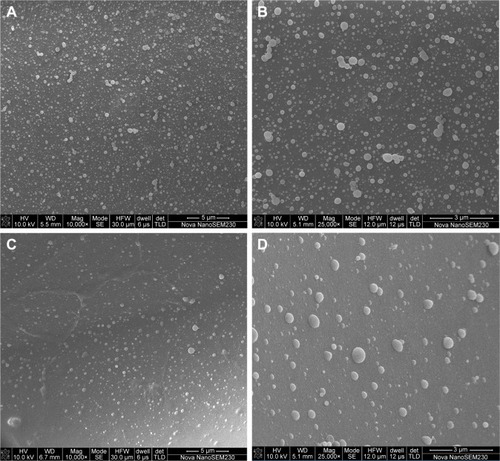 Figure 3 SEM images of CSO/H NP-modified CAG scaffold.Note: (A, B) Group 1 scaffold modified with NPs; (C, D) Group 2 scaffold modified with NPs.Abbreviations: CAG, chitosan-agarose-gelatin; CSO, chitosan oligosaccharide; H, heparin; NP, nanoparticle; SEM, scanning electron microscopy.