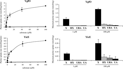 Figure 3. Substrate transport specificity of YgfO and YicE. E. coli T184 harbouring pT7–5/ygfO (upper panels) or pT7–5/yicE (lower panels) was grown aerobically at 37°C in complete medium to mid-logarithmic phase, induced with IPTG (0.5 mM) for 2 h, and assayed for transport of [3H]xanthine (rhombuses; panels on the left, X; panels on the right), [14C]uric acid (triangles; panels on the left, UA; panels on the right), [3H]hypoxanthine (HX; panels on the right) or [3H]uracil (URA; panels on the right), at the indicated external concentrations, as described in Methods. Initial uptake rates were measured at 5 and 10 sec, and maximal uptake values were taken from measurements over a 1 to 20-min incubation period. Control values obtained from T184 harboring vector pT7–5 alone (maximal uptake averaging 0.01, 0.02, 0.01, or 0.01 nmol/mg and 0.2, 1.2, 0.3, or 0.5 nmol/mg, for 1 µM and 100 µM of xanthine, hypoxanthine, uracil, or uric acid, respectively) were subtracted from the sample measurements in all cases. Data with standard deviation bars represent the means of three independent determinations.