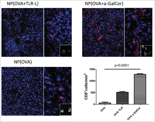 Figure 4. Intratumoral T cell infiltration after therapeutic vaccinations. Similar sized tumors were isolated 8 d after first vaccination. Frozen tumor tissues were screened for CTL infiltration by CD8+ (red) and DAPI (Blue) staining by Vectra automated quantitative imaging system. NP(OVA), n=2; NP(OVA+TLR-L), n=4; NP(OVA+α-GalCer), n=2.