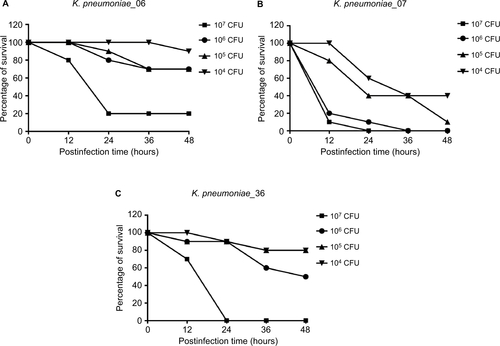 Figure S3 Each dose of K. pneumoniae strains’ infection of G. mellonella induces dose-dependent lethality.Abbreviations: CFU, colony-forming unit; G. mellonella, Galleria mellonella; K. pneumoniae, Klebsiella pneumoniae.