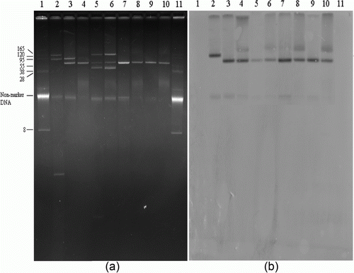 Figure 2.  Plasmids DNAs of qnrS-positive Salmonella isolates, their transconjugants, and positive control strain (2a) and Southern hybridization of plasmid DNAs with qnrS-specific probe (2b). Lanes 1 and 11, BAC-Tracker Supercoiled DNA ladder (Epicentre Biotechnologies, Madison, Wisconsin, USA) used as a negative control and a reference for estimation of plasmid size; lane 2, E. coli, as qnrS-positive control; lane 3, S. Enteritidis (SE20); lane 4, TSE20 (transconjugant); lane 5, S. Heidelberg (SH52); lane 6, TSH52; lane 7, S. Virchow (SV97); lane 8, TSV97; lane 9, S. Virchow (SV99); lane 10, TSV99.