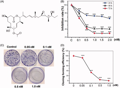 Figure 1. Pladienolide B significantly inhibited HeLa cell viability and colony formation. (A) Chemical structure of pladienolide B. (B) MTS assay revealed that the viability affected by pladienolide B. (C) Representative images of the colony formation potential of HeLa cells treated with different concentration of pladienolide B. (D) Quantitative representation of the colony counts was shown. It is indicated that pladienolide B decreased cell and colony growth. All experiments were performed in triplicate. The data are expressed as the mean ± SD.***p < .001 (vs. control group).