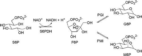 Scheme 1 Reversible transformations catalyzed by d-sorbitol-6-phosphate 2-dehydrogenase (S6PDH), phosphoglucose isomerase (PGI), and phosphomannose isomerase (PMI) between, respectively, d-sorbitol 6-phosphate (S6P) and D-fructose 6-phosphate (F6P), F6P and D-glucose 6-phosphate (G6P), and F6P and D-mannose 6-phosphate (M6P).