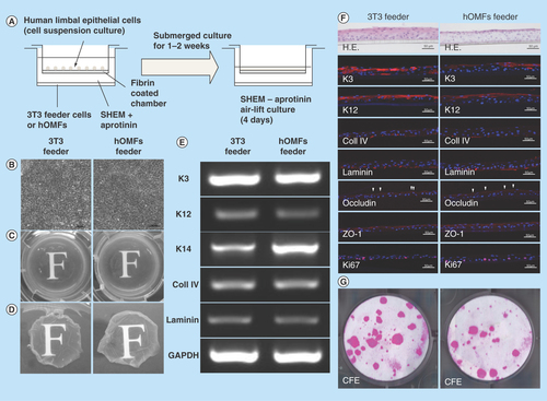 Figure 6.  Cultivation of human limbal epithelial sheets with two types of feeder cells.(A) Illustrated cultivation methods of human limbal epithelial sheets. (B) Phase-contrast micrographs of epithelial sheets with 3T3 (left panel) and hOMF (right panel) feeder cells. Scale bars: 50 μm. (C) Photographs of both types of human limbal epithelial sheets. (D) Macroscopic view of both types of human limbal epithelial sheets after removing culture inserts. (E) Comparison of both types of human limbal epithelial sheet phenotypes by reverse transcription polymerase chain reaction. GAPDH was used as an internal control. (F) Histochemical comparison of the phenotypes of both types of human limbal epithelial sheets. Arrowheads indicate occludin expression. Scale bars: 50 μm. (G) Comparison of CFE in each sheet. Colonies were stained with rhodamine B after 2 weeks.CFE: Colony-forming efficiency; GAPDH: Glyceraldehyde-3-phosphate dehydogenase; H.E.: Hematoxylin & eosin; hOMF: Human oral mucosa middle interstitial tissue fibroblast; SHEM: Supplemental hormonal epithelial medium.