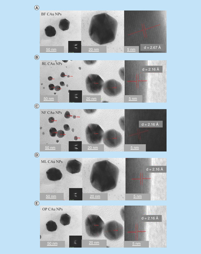 Figure 5.  TEM image of C-AuNPs.(A) and (B) C-AuNPs with extracts of flower and leaves of BF and BL (C) NF C-AuNPs (D) ML C-AuNPs (E) OP C-AuNPs fruit, respectively. Every graph has four images with different pixels and taken from 50, 20 and 5 nm with SAED pattern. C-AuNPs were analyzed with TEM and found <20 nm of size with 0.267 and 0.216 nm d spacing.BF: Basil flowers; BL: Basil leaves; C-AuNP: Capped gold nanoparticle; ML: Mentha leaves; NF: Neem leaves; NP: Nanoparticle; OP: Orange peel; SAED: Selected area electron diffraction; TEM: Transmission electron microscopy.