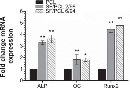 Figure 10 Quantitative real-time polymerase chain reaction analysis.Notes: Messenger ribonucleic acid (mRNA) expression of each osteoblast-marker gene was normalized to 18S, and relative expression level was normalized to PCL. Data represent means ± standard deviation for three samples. *P<0.05 and **P<0.01 indicate significant differences from that of the PCL microfibrous scaffold.Abbreviations: PCL, poly(ε-caprolactone); SF, silk fibroin; ALP, alkaline phosphatase; OC, osteocalcin.