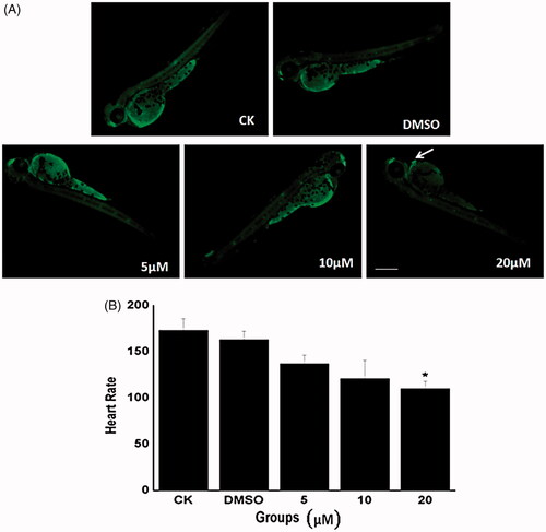 Figure 3. Changes in cardiotoxicity induced by Co-SLD at 48 hpf embryos. (A) Typical fluorescence microscope of live zebrafish embryos measured using AO staining. Apoptosis cells were identified as green punctate dots on a black background and indicated by white arrows. (B) The heart rate at 48 hpf zebrafish with the different treatments. Each value is expressed as the mean ± SEM (n = 3). *p < .05 compared with the control group.