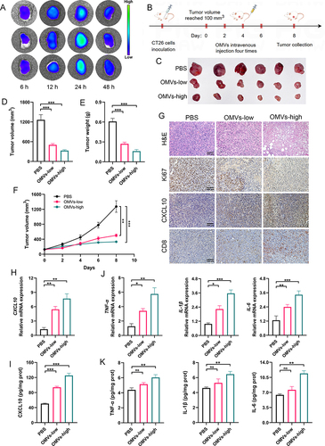 Figure 7 In vivo antitumor effects of Pd-OMVs administered intravenously. (A) In vivo biodistribution of DIR-loaded Pd-OMVs in tumor tissues (n = 3). (B) Experimental design for assessing the anti-colon tumor effects of Pd-OMVs given intravenously. (C) Comparison of tumor morphologic features. (D) Tumor volume and (E) weight after Pd-OMVs intravenous injection. (F) Variation of tumor volume within 8 days. (G) H&E and IHC images of CXCL10, CD8 and Ki67. The (H) mRNA and (I) protein expressions of CXCL10. (J) The mRNA expressions of TNF-α, IL-1β and IL-6. (K) The protein expressions of TNF-α, IL-1β and IL-6. Data are presented as the mean ± SEM (n = 6). *p < 0.05, **p < 0.01, ***p < 0.001.