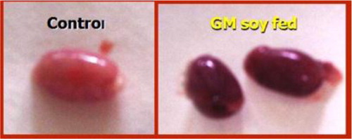 Fig. 4 Testicles of rats fed on genetically modified soya bean were smaller and darker in color compared to those fed on normal ration (×100) (eosin-nigrosin stain).