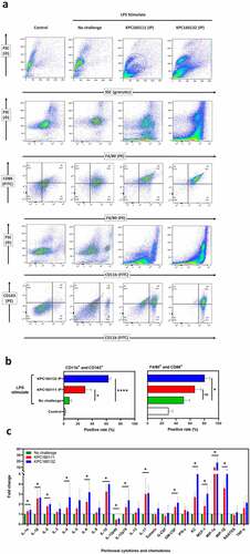 Figure 6. ST11 K. pneumoniae polarized peritoneal macrophages toward a pro-tumoral M2-like phenotype. (a) Flow cytometry analysis of peritoneal cells, harvested from LPS-stimulated BALB/c mice with and without the post-challenge of 1 × 109 CFU of KPC160111 or KPC160132. Rat anti-mouse fluorescent antibodies, including PE-F4/80, FITC-CD86, FITC-CD11b, and PE-eFluor 610-CD163, were used. Flow cytometry data were analyzed with FlowJO v10.7. (b) The percentages of CD11b+CD163+ and F4/80+ CD86+ peritoneal cells are presented as mean ± SD (n = 6/group). P values were determined by two‐tailed Student’s t-test between LPS-stimulated alone (green bar) and post-challenge with KPC160111 (red bar) or KPC160132 (blue bar). ns: no significance; * P < .05; **** P < .0001. (c) Fold changes of the peritoneal levels of cytokines and chemokines in response to the intraperitoneal challenge of KPC160111 (red bar) or KPC160132 (blue bar) in LPS-stimulated mice (green bar)