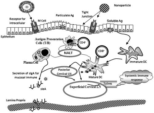 Figure 2. Schematic representation of pathways eliciting a local mucosal response and a systemic response through NALT and nasal mucosa. APCs: antigen-presenting cells (macrophages, dendritic cells); M: microfold epithelial cell; NALT: nasal-associated lymphoid tissue; PCLN: posterior cervical lymph nodes; SCLN: superior cervical lymph node.