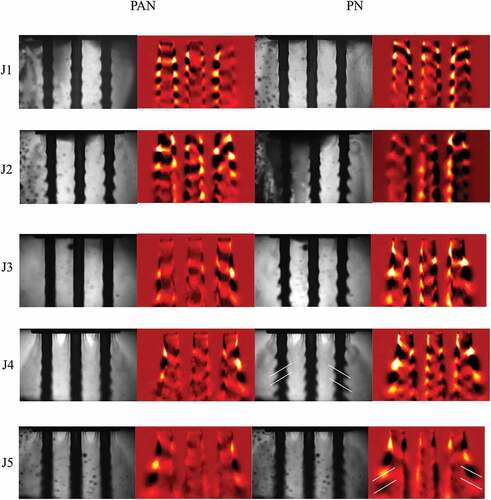 Figure 10. Phase-averaged images of the multi-element shadowgraph and OH* emissions under strong PAN (left columns) and PN (right columns) forcing. The white lines indicate the downward, outward slanting discussed in the text.