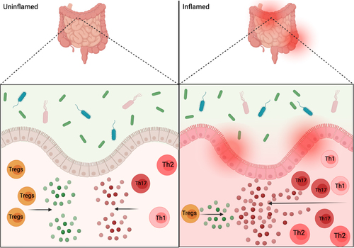 Figure 4 Intestinal inflammation and commensals. Depiction of proposed CSTC, and cytokine release, imbalance in inflamed gut versus the balanced anti-inflammatory and pro-inflammatory signals in an uninflamed gut. The interactions between commensals and gut epithelium help in promoting homeostasis, but could also play a role in gut pathogenesis and inflammation as depicted on inflamed side of figure.