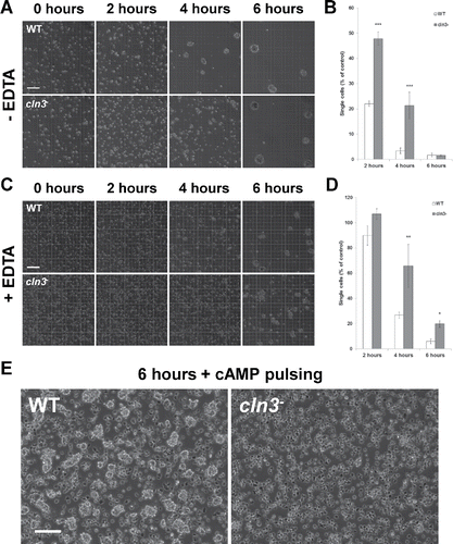 Figure 7. Effect of Cln3-deficiency on cell-cell adhesion during Dictyostelium starvation. (A-D) Cells starved for 0, 2, 4, and 6 hours were added to separate wells of a 12-well dish containing KK2 buffer ± EDTA (20 mM). Dishes were spun at 150 rpm for 30 minutes at room temperature. Cells were fixed with glutaraldehyde and then placed in a hemocytometer for analysis. Scale bar = 250 µm. Data presented as the mean percent single cells ± SEM (n=4). Control: Concentration of the cell suspension at 0 hours. *p-value < 0.05; **p-value < 0.01; ***p-value < 0.001 [one-way ANOVA (****p < 0.0001) followed by the Newman-Keuls multiple comparison test]. (E) Effect of manual cAMP pulsing on the adhesion of cln3− cells. Cells were pulsed with cAMP for 6 hours and imaged. Images are representative of results from 3 independent experiments. Scale bar = 100 µm.